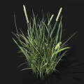 Lush Green Grass With White Spikelets Growing On Black Background