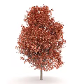 Vibrant Red Leaf Arbor With Lush Autumn Foliage And Strong Trunk
