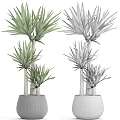 Potted Bonsai Plant With Green Long Leaves And Textured Trunk In Black Pot