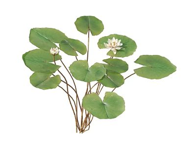Natural Stemmed Aquatic Plants with Green Round Leaves and White Flowers 3d model
