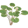 Natural Stemmed Aquatic Plants with Green Round Leaves and White Flowers