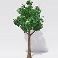 Two Trees With Green Leaves Brown Trunks And Shadows Against White Background 3d model