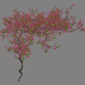 Vine with Twisted Stem and Pink Flowers and Green Leaves