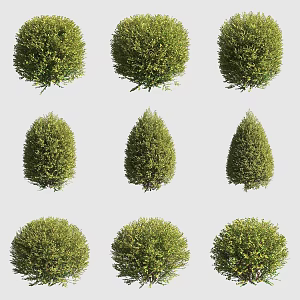 Golden-leaf bright green honeysuckle shrub hedgerow ornamental plant 3d model