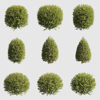 Golden-leaf bright green honeysuckle shrub hedgerow ornamental plant 3d model