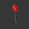 Red Anthurium Flower With Vibrant Red Petal And Green Stem On Black Background