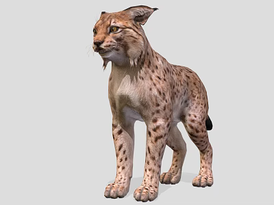 Wild Lynx With Spotted Fur And Tufted Ears In Standing Position 3d model