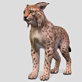 Wild Lynx With Spotted Fur And Tufted Ears In Standing Position
