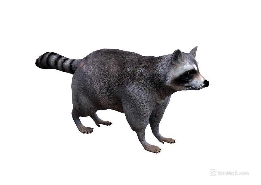 Realistic Raccoon With Gray Fur And Striped Tail In Standing Posture 3d model 