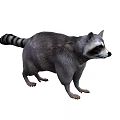 Realistic Raccoon With Gray Fur And Striped Tail In Standing Posture