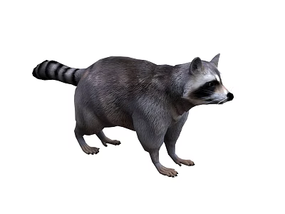 Raccoon Mammal Wild Animal Small Raccoon 3d model