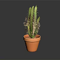Green Cactus Plant in Orange Terracotta Pot Against Dark Background