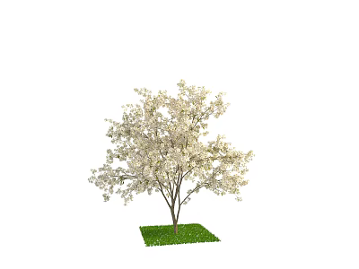 Blooming Arbor With White Flowers And Lush Branches On Green Grass 3d model