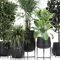 Various Green Potted Plants With Large Leaves Different Shapes And Black Pots