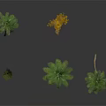 Various Types of Decorative Plants Including Palm Trees and Pine with Green Leaves
