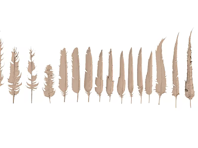 Natural Feathers In Various Shapes For Craft And Decoration Projects 3d model