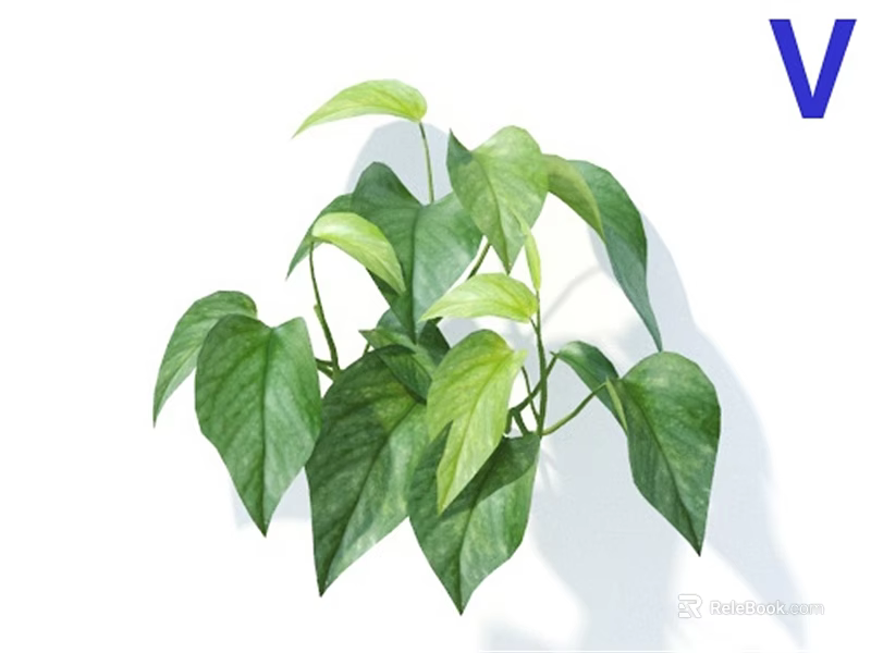 Lush Green Houseplant With Vibrant Leafy Foliage For Indoor Decoration 3d model 
