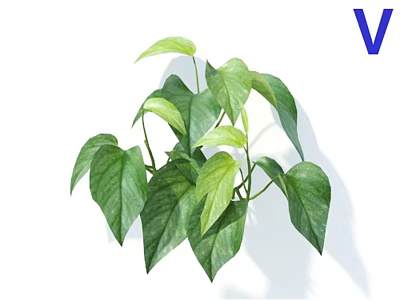 Lush Green Houseplant With Vibrant Leafy Foliage For Indoor Decoration 3d model