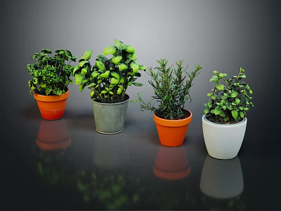 Indoor Green Plants in Colorful Pots for Home Decor and Fresh Atmosphere 3d model