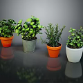 Indoor Green Plants in Colorful Pots for Home Decor and Fresh Atmosphere