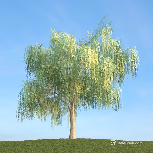 Tall Willow Tree With Long Drooping Green Branches Against Blue Sky 3d model