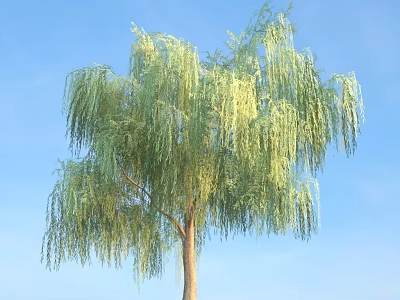 Tall Willow Tree With Long Drooping Green Branches Against Blue Sky 3d model