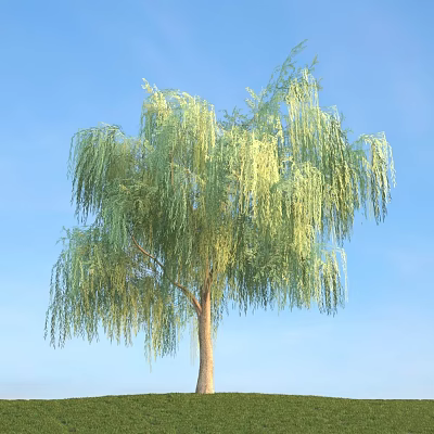 Tall Willow Tree With Long Drooping Green Branches Against Blue Sky 3d model