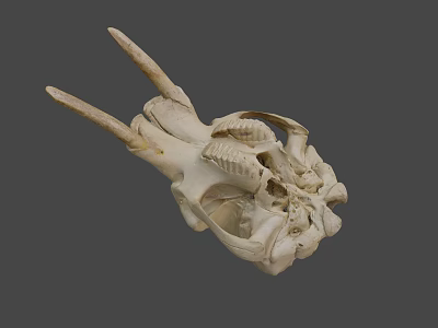 Natural Animal Skull Specimen With Horns And Detailed Bone Structure 3d model