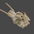 Natural Animal Skull Specimen With Horns And Detailed Bone Structure