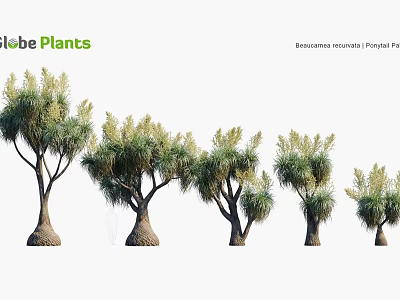 Canary Island Date Palm Trees With Various Growth Forms And Landscape Applications 3d model
