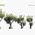 Canary Island Date Palm Trees With Various Growth Forms And Landscape Applications