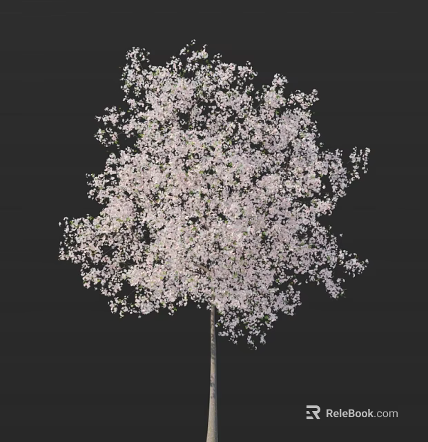 Beautiful Blooming Tree With Abundant White Blossoms Against Dark Background 3d model 