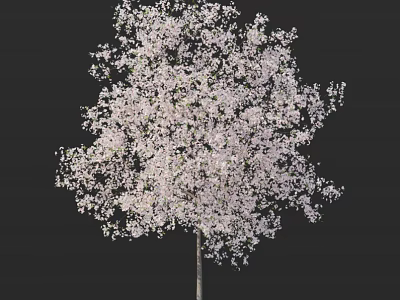 Beautiful Blooming Tree With Abundant White Blossoms Against Dark Background 3d model