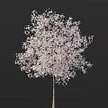 Beautiful Blooming Tree With Abundant White Blossoms Against Dark Background
