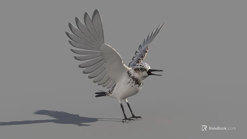Flying Animal Bird With Black And White Spotted Feathers Spread Wings Standing On Ground 3d model 