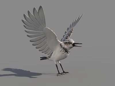 Flying Animal Bird With Black And White Spotted Feathers Spread Wings Standing On Ground 3d model