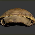 Orange Yellow Turtle Shell With Intricate Texture On Dark Background Surface