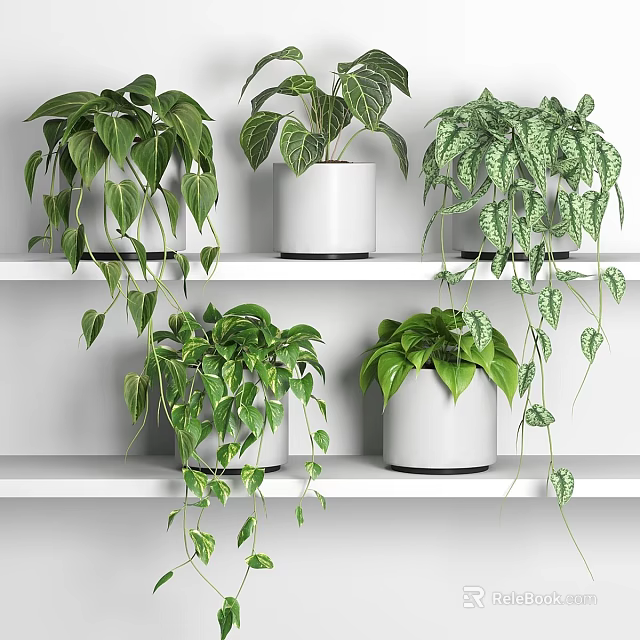 Indoor Home Garden Decor Featuring Various Green Potted Plants On White Shelves 3d model 