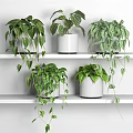 Indoor Home Garden Decor Featuring Various Green Potted Plants On White Shelves