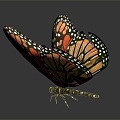 Modern Butterfly Colored Butterfly Tiger Spot Butterfly 3d model