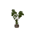 Bonsai 3d model