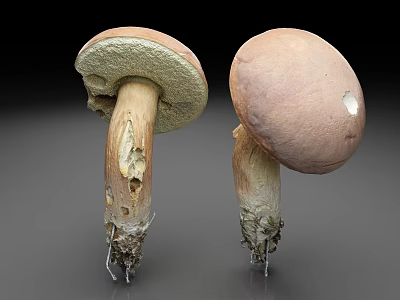 Fresh Wild Mushrooms With Textured Caps Stems And Root Systems 3d model