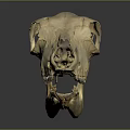 Detailed Animal Skull Anatomical Model Medical Device For Medical Education