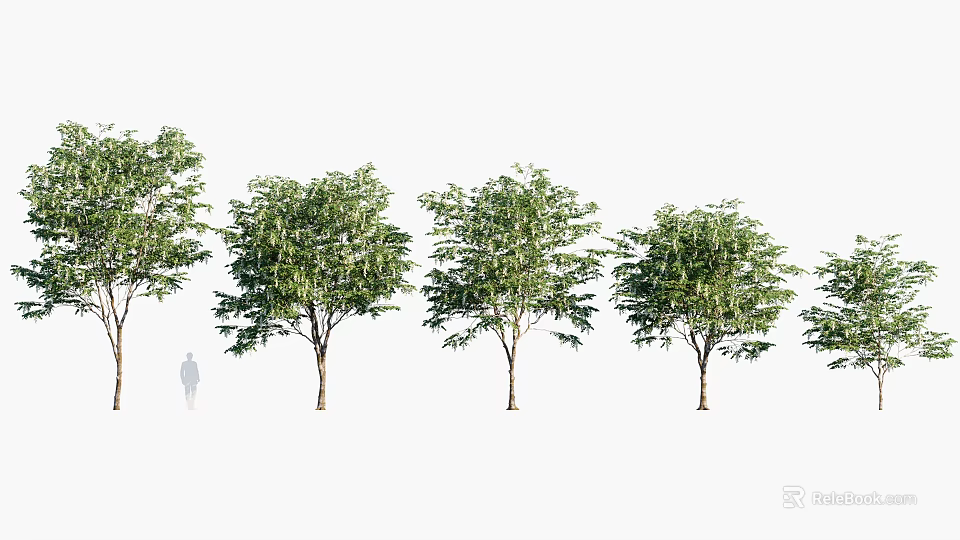 Tall Arbor Trees with Upright Trunks Dense Foliage Different Forms and Human Figure Scale 3d model