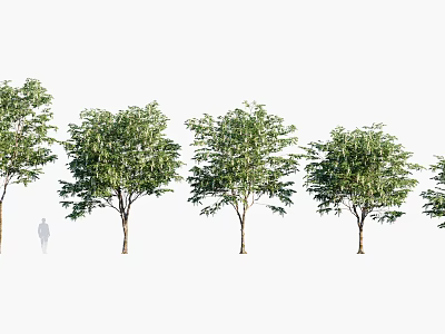 Tall Arbor Trees with Upright Trunks Dense Foliage Different Forms and Human Figure Scale 3d model