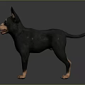 Small Black and Brown Dog with Erect Ears Standing on Gray Smooth Surface