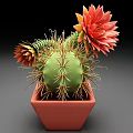 Thorned Green Cactus Plant With Orange Flowers In Red Ceramic Pot