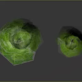 Two Fresh Crisp Green Lettuce Heads With Roots On Dark Surface