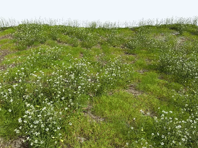 Lush Green Grass And Blooming White Small Flowers On Natural Slope 3d model
