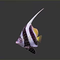 Vibrant Tropical Fish With Black And White Stripes Long White Dorsal Fin And Yellow Tail
